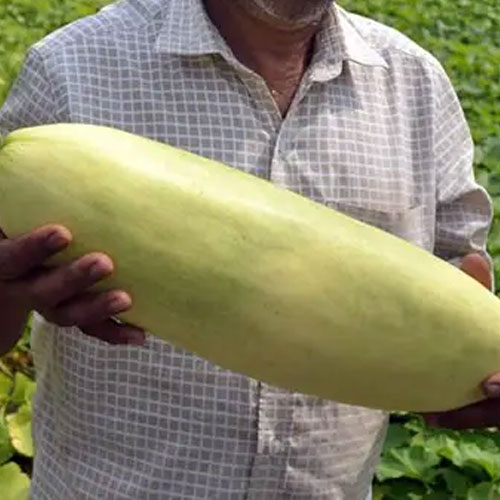 Pottu Vellari Snap Melon Seeds