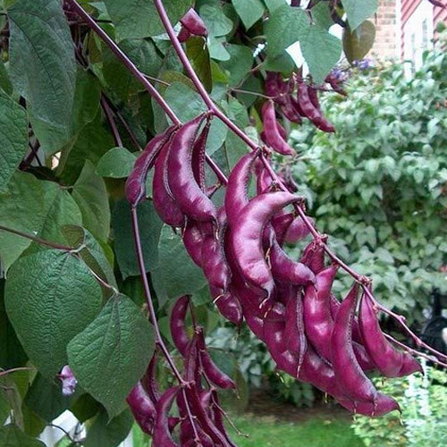 Purple Dolichos LabLab Seeds