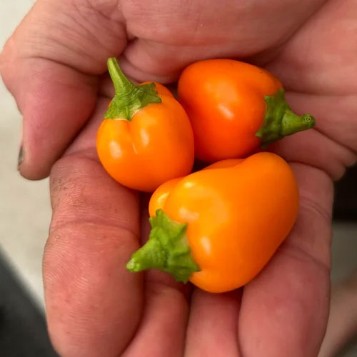 Sun Shine Yellow Bullet Chilli Seeds