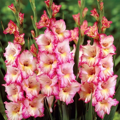 Gladiolus Coral Pink Flower Bulbs