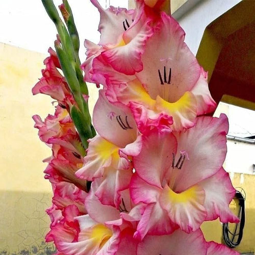 Gladiolus Coral Pink Flower Bulbs