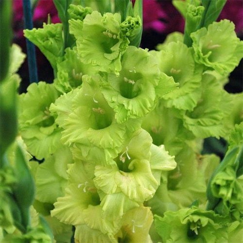 Gladiolus Green Star Flower Bulbs