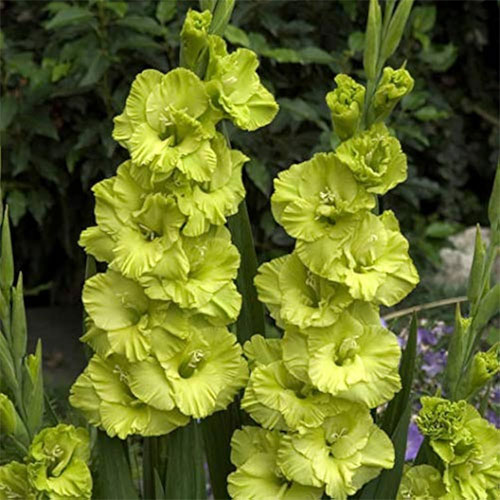 Gladiolus Green Star Flower Bulbs