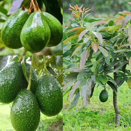 Avocado Grafted Tropical Variety Live Plant