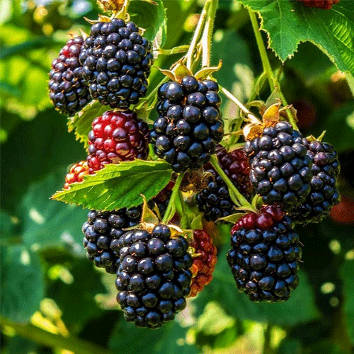 Black Berry Layered Fruit Live Plant