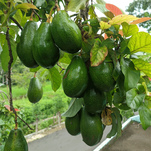 Avocado Grafted Tropical Variety Live Plant