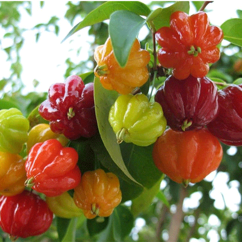 Surinam Cherry Live Plant