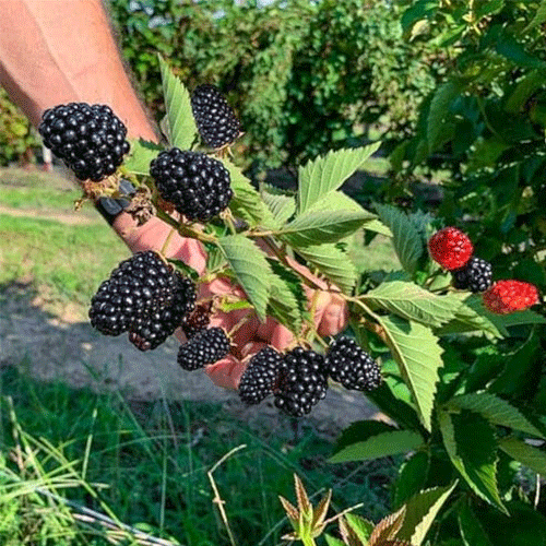 Black Berry Layered Fruit Live Plant
