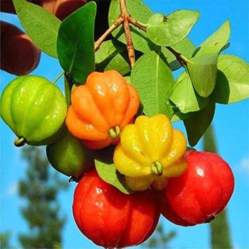 Surinam Cherry Live Plant