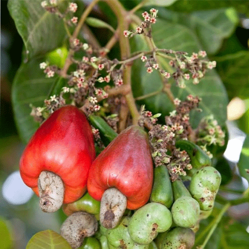Cashew Nut Grafted Live Plant