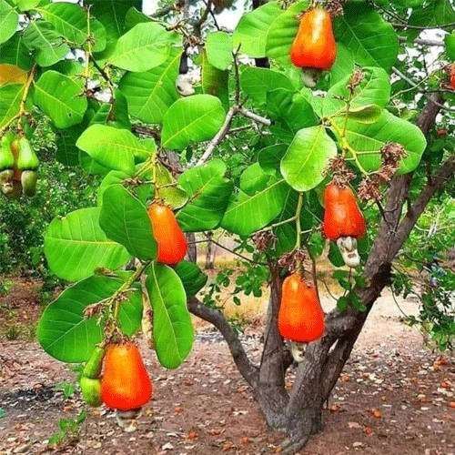Cashew Nut Grafted Live Plant