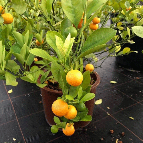 Bush Orange Chinese Orange Fruit Live Plant