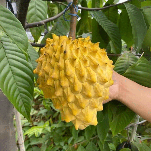 Rollinia Wild Sweetsop Fruit Live Plant