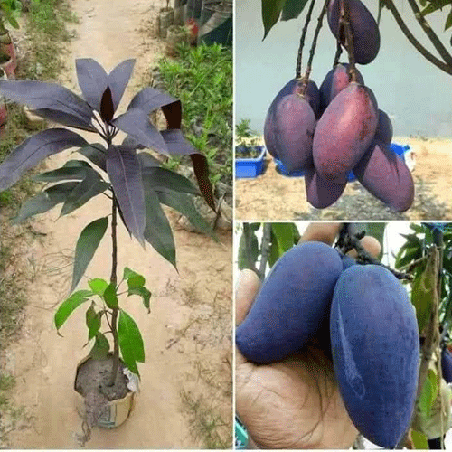 Black Kasturi Mango Grafted Live Plant