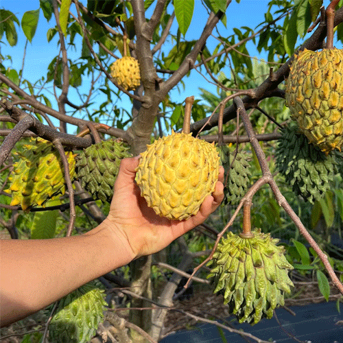 Rollinia Wild Sweetsop Fruit Live Plant