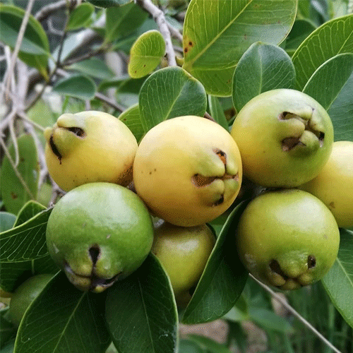 Strawberry Guava Yellow Live Fruit Plant