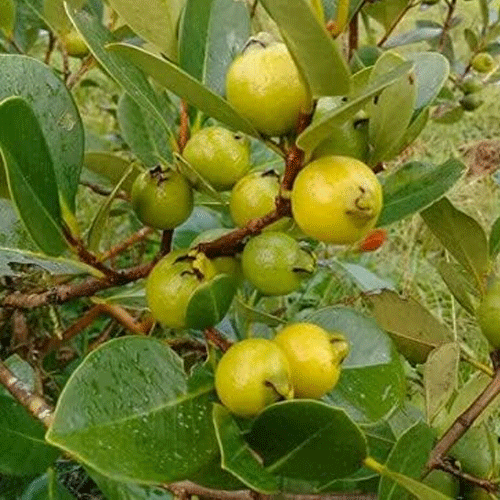 Strawberry Guava Yellow Live Fruit Plant