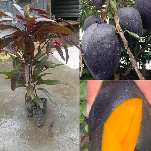 Black Kasturi Mango Grafted Live Plant