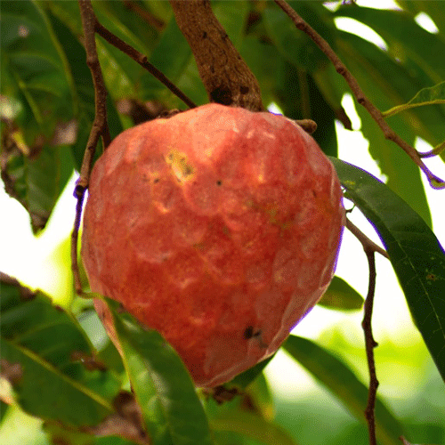Custard Apple Aathachakka Fruit Live Plant