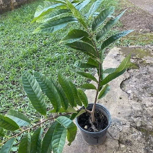Custard Apple Aathachakka Fruit Live Plant