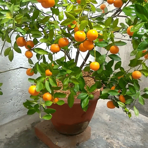 Bush Orange Chinese Orange Fruit Live Plant
