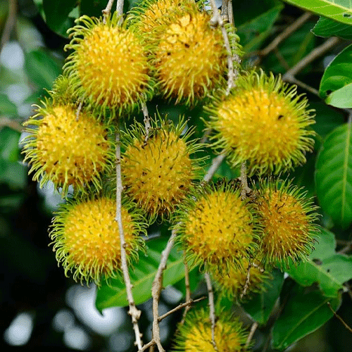 Rambutan Yellow E35 Budded Hybrid Fruit Live Plant