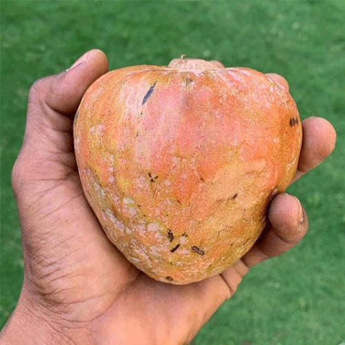 Custard Apple Aathachakka Fruit Live Plant
