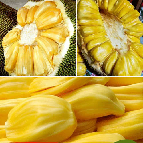 Jackfruit EVIARC Sweet Jack Hybrid Fruit Budded Live Plant