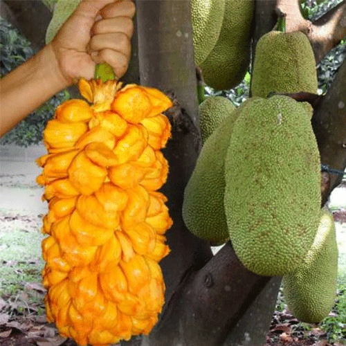JackFruit Nangadak Budded Hybrid Live Fruit Plant