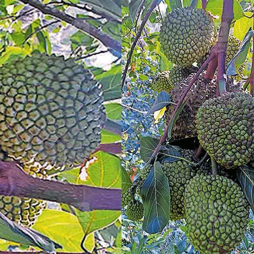 Jackfruit Thaamara Varikka Lotus Jack Budded Fruit Live Plant