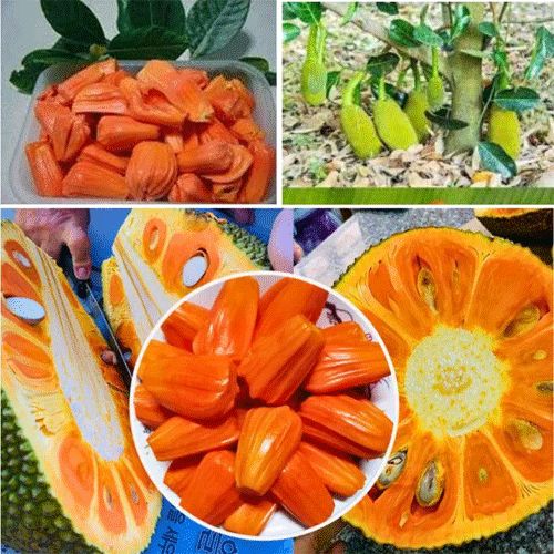 Jackfruit Siddhu Copper Red Budded Hybrid Fruit Live Plant