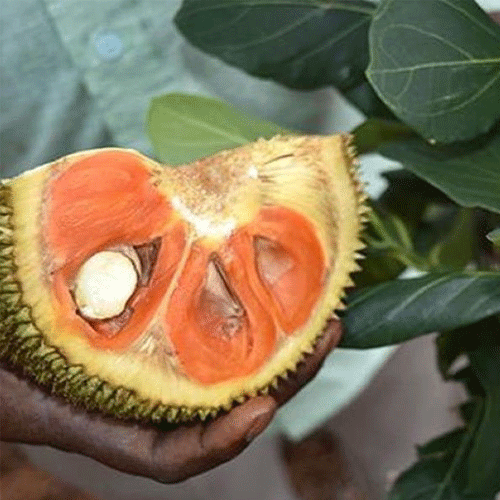 Jackfruit Siddhu Copper Red Budded Hybrid Fruit Live Plant