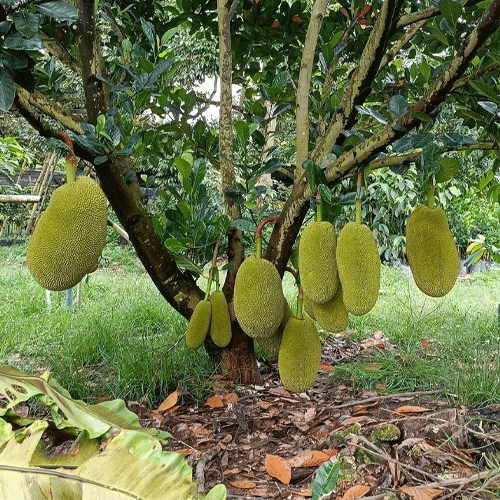 Jackfruit EVIARC Sweet Jack Hybrid Fruit Budded Live Plant