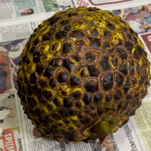 Jackfruit Thaamara Varikka Lotus Jack Budded Fruit Live Plant
