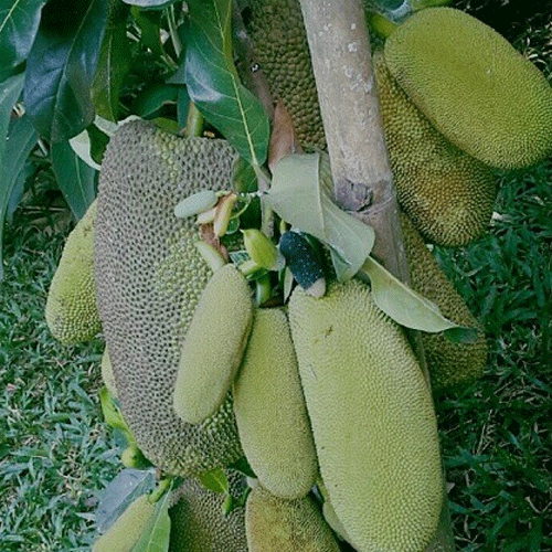 JackFruit Nangadak Budded Hybrid Live Fruit Plant