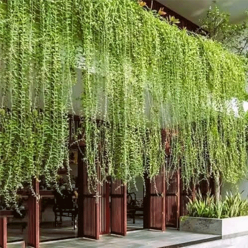 Curtain Creeper Live Plant