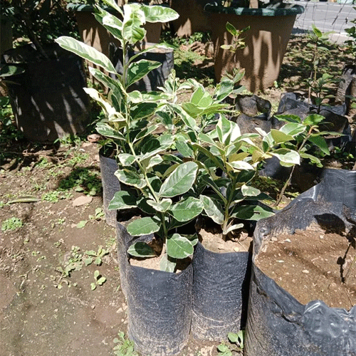Variegated Lemon Live Plant
