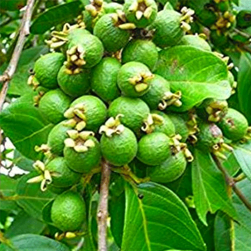 Grape Guava Munthiri Pera Live Plant