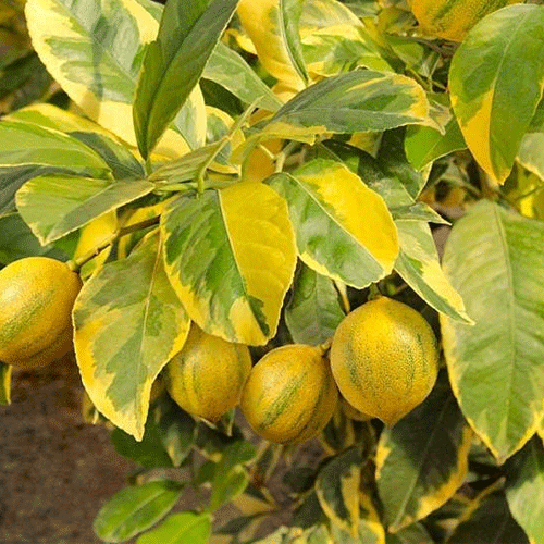 Variegated Lemon Live Plant