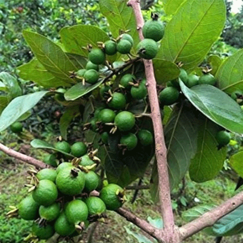 Grape Guava Munthiri Pera Live Plant