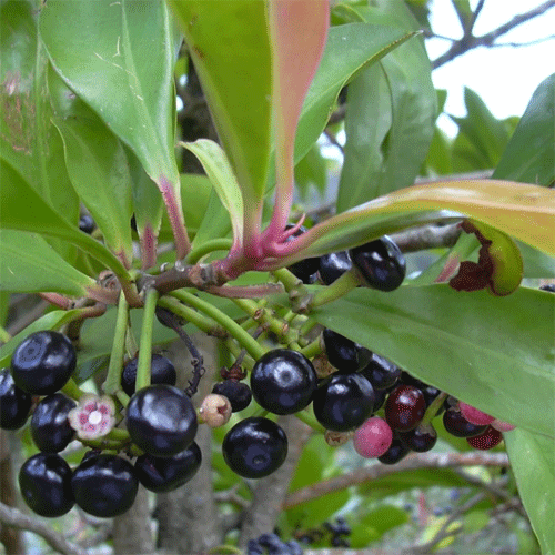 Kili Njaval Indian Bird Jamun Live Plant