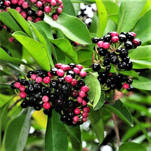 Kili Njaval Indian Bird Jamun Live Plant