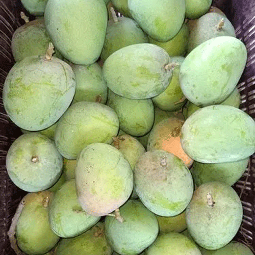 Alampur Baneshan Mango Grafted Live Plant