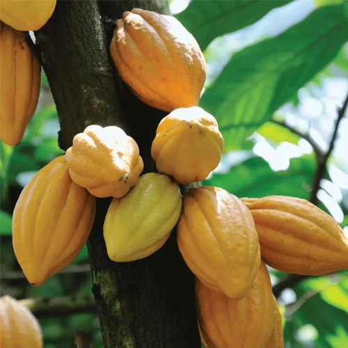 Cocoa Chocolate Fruit Live Plant