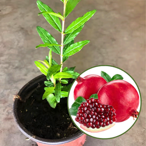 Pomegranate Anar Seedling Live Fruit Plant