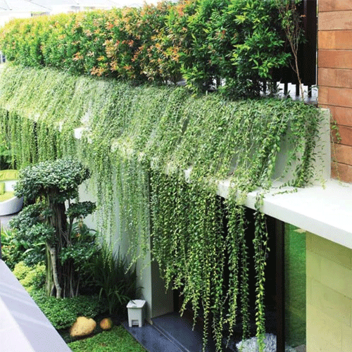 Curtain Creeper Live Plant