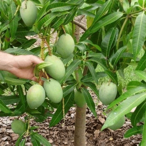 Alampur Baneshan Mango Grafted Live Plant