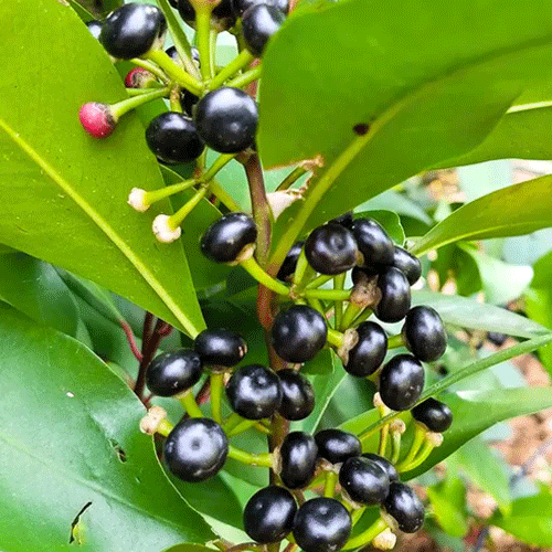 Kili Njaval Indian Bird Jamun Live Plant