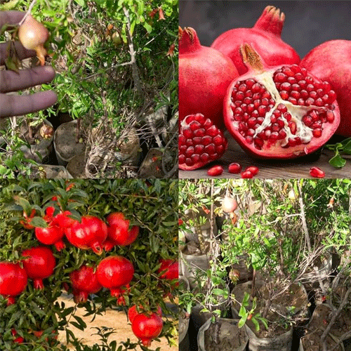 Pomegranate Anar Seedling Live Fruit Plant