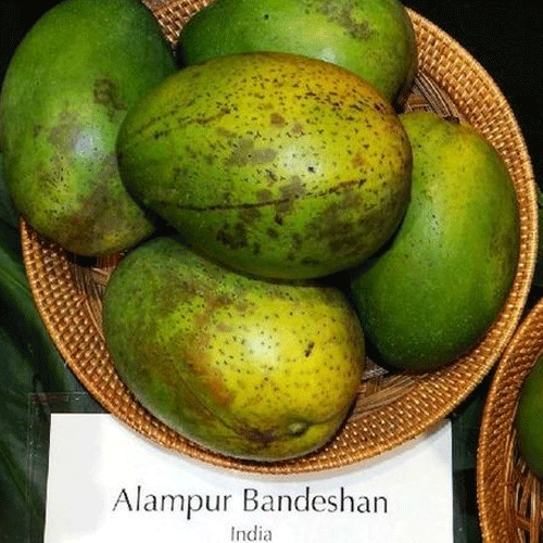 Alampur Baneshan Mango Grafted Live Plant